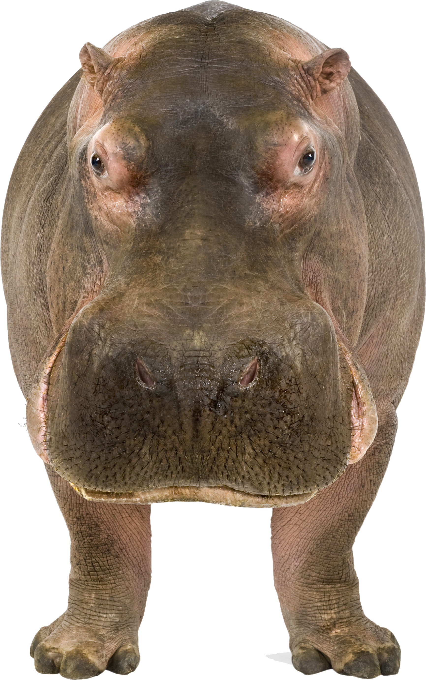 Hippo PNG image free Download