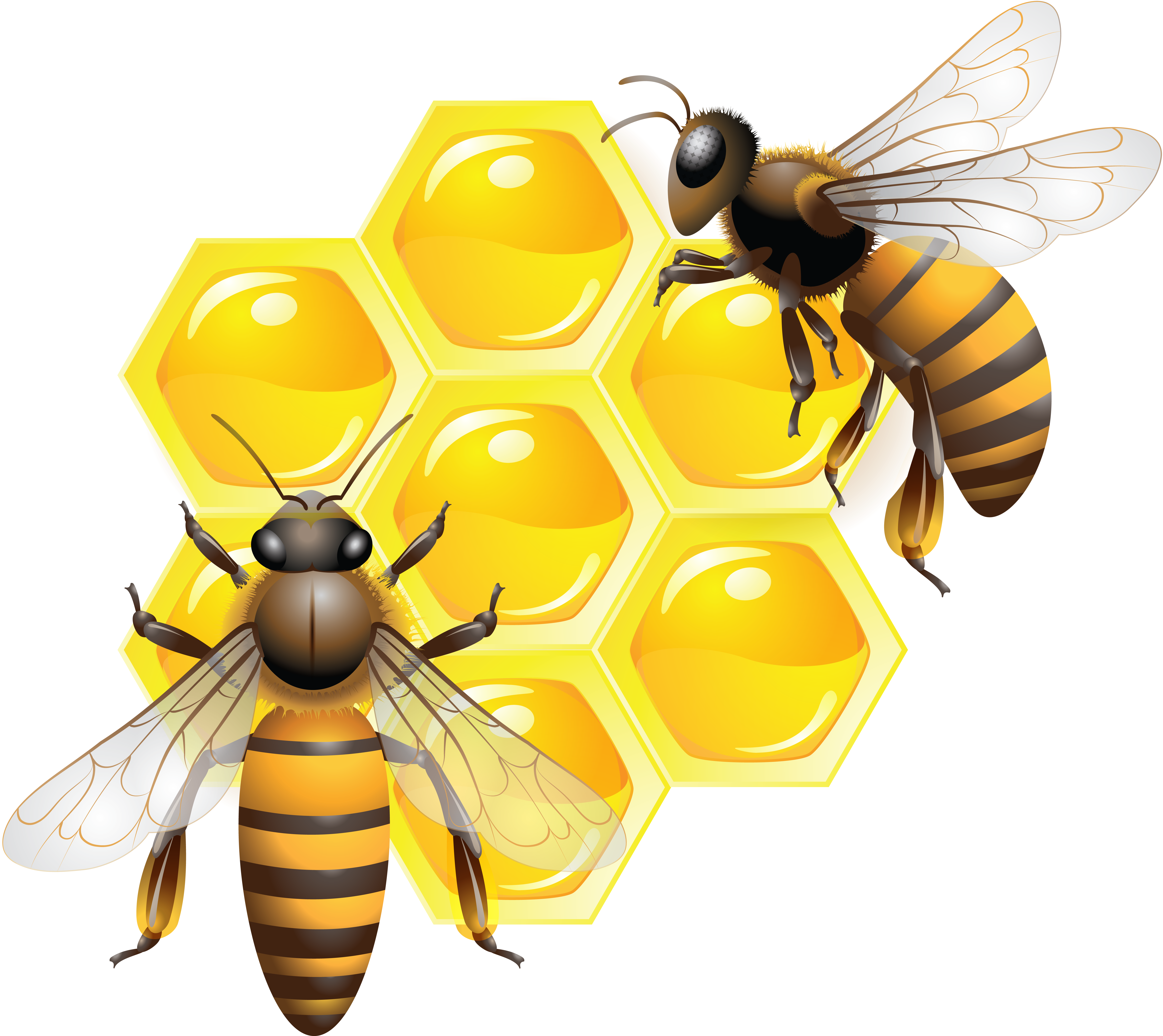 Honey PNG