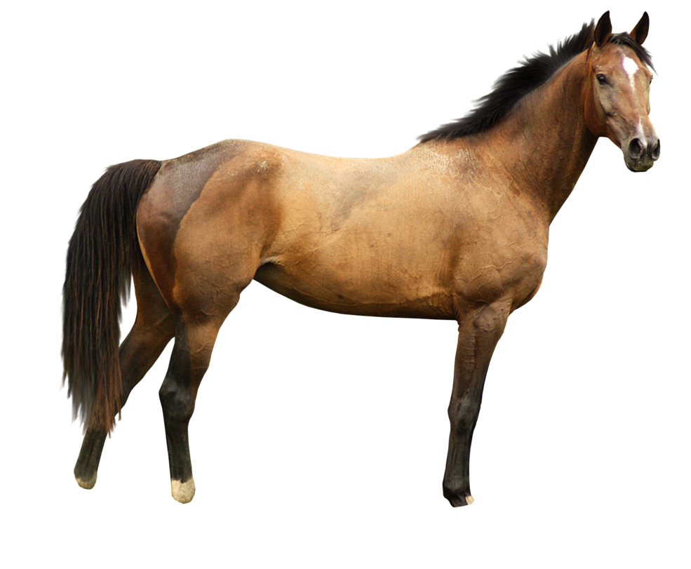 Horse png image