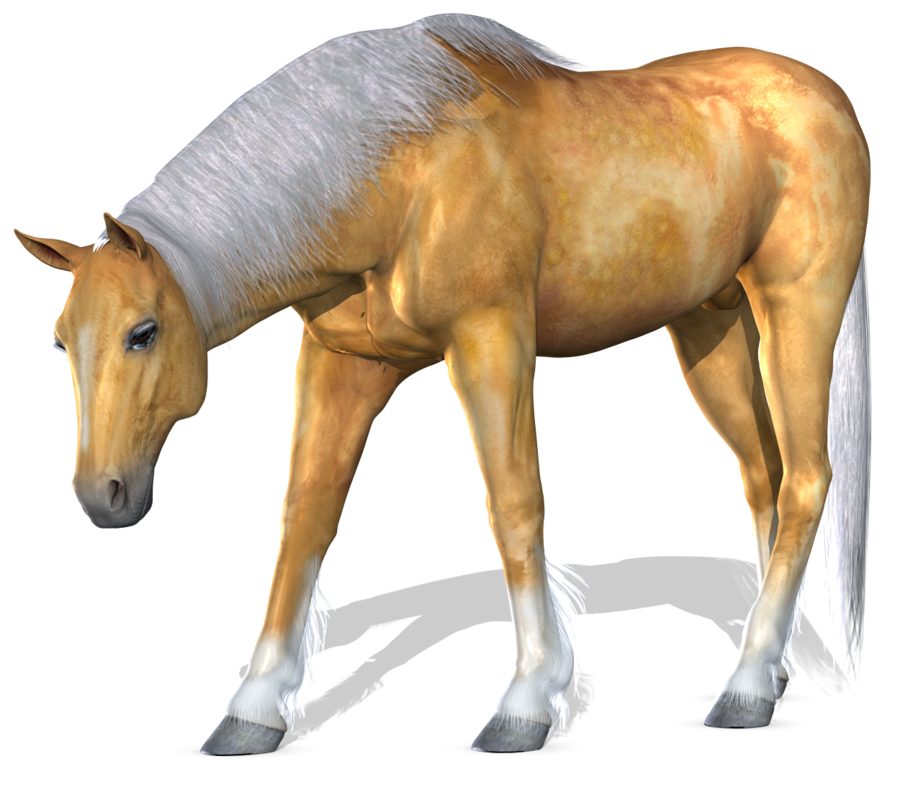 Horse PNG images