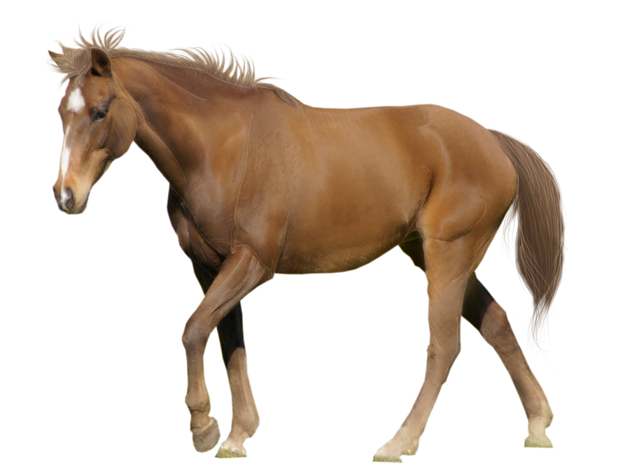 Caballo PNG