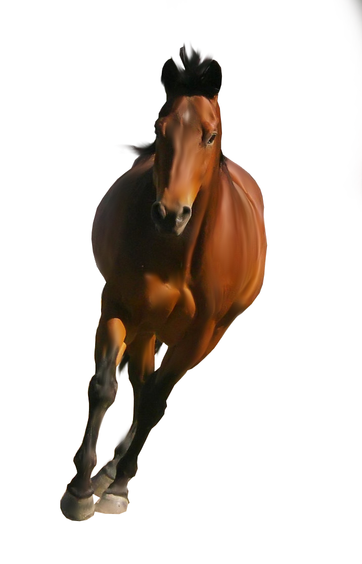 Horse PNG images
