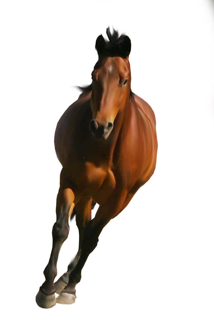 Caballo PNG