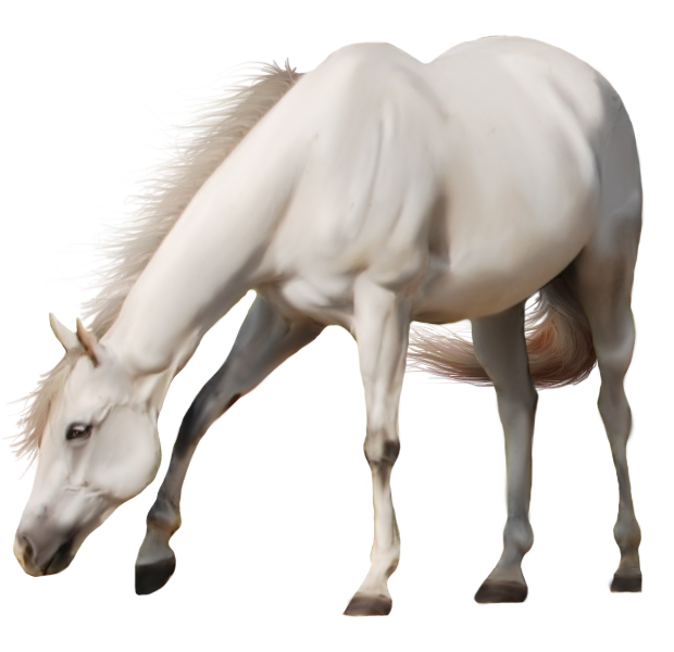 White horse png image