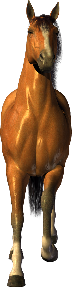 brown horse png image, free download picture, transparent background