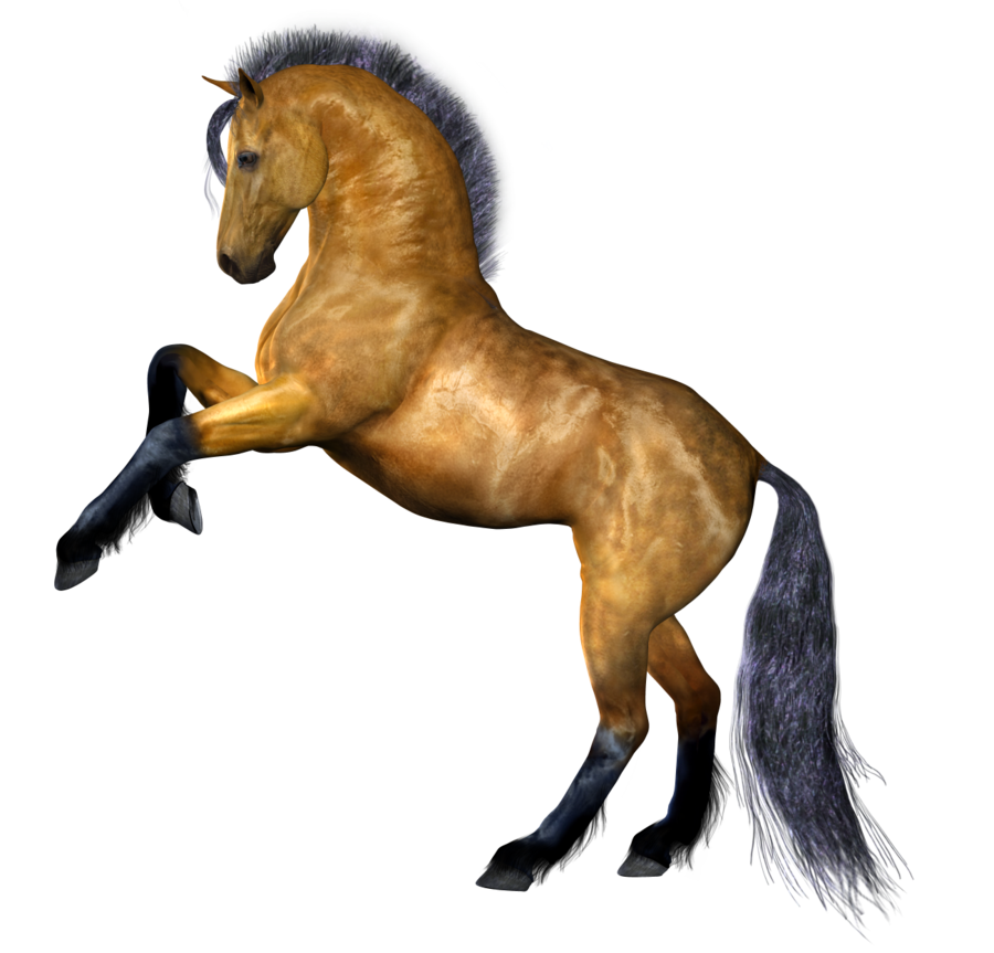 Caballo PNG