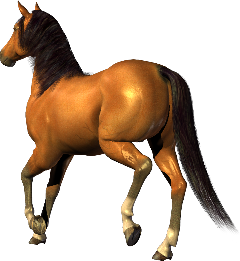 horse png image, free download picture, transparent background