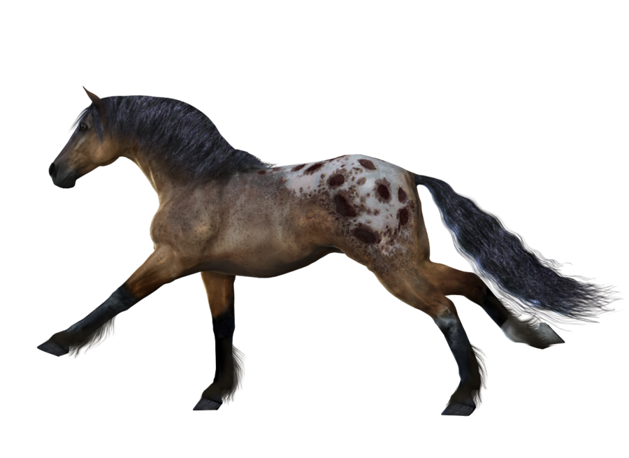white horse png image, free download picture, transparent background