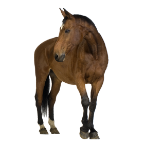 clipart brown horse png image, free download picture, transparent background