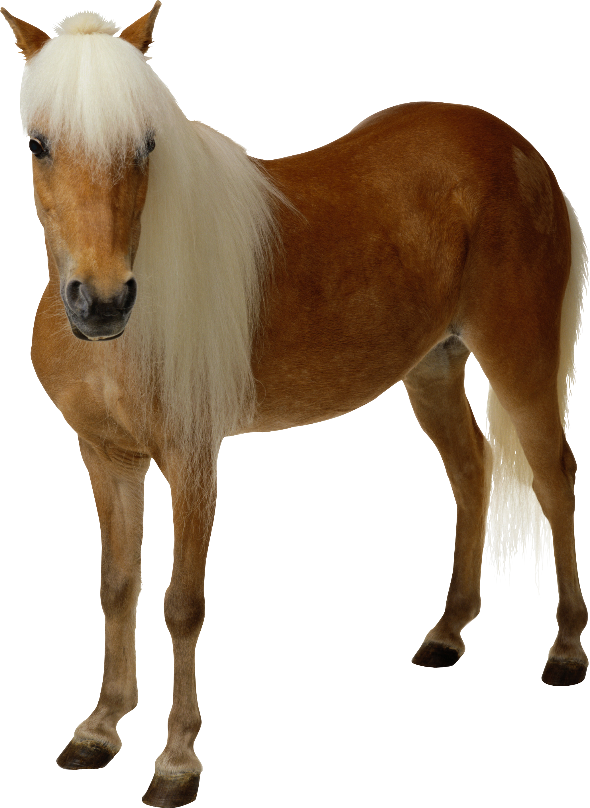 horse background clipart - photo #8