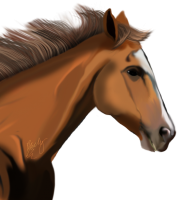 Голова лошади PNG фото