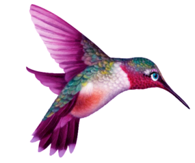 Hummingbird PNG image free Download