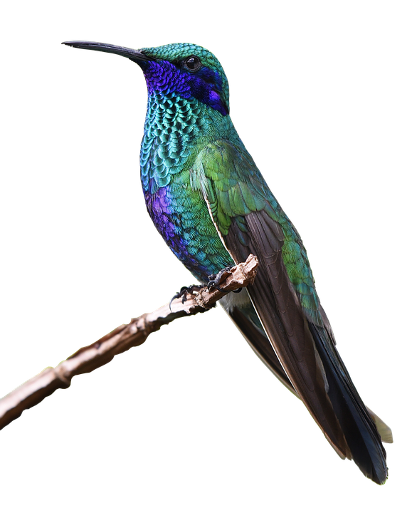 Hummingbird PNG image free Download
