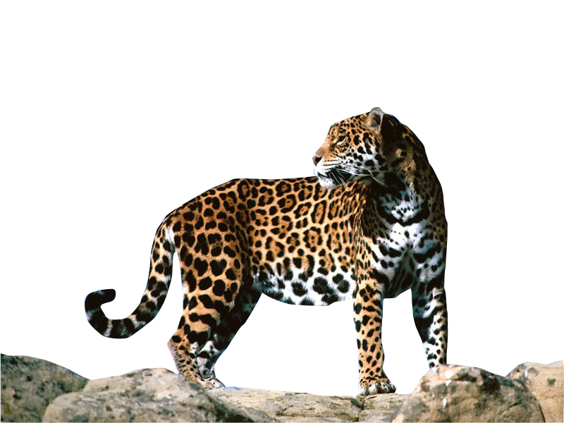 Panthera onca, jaguar, yaguar PNG