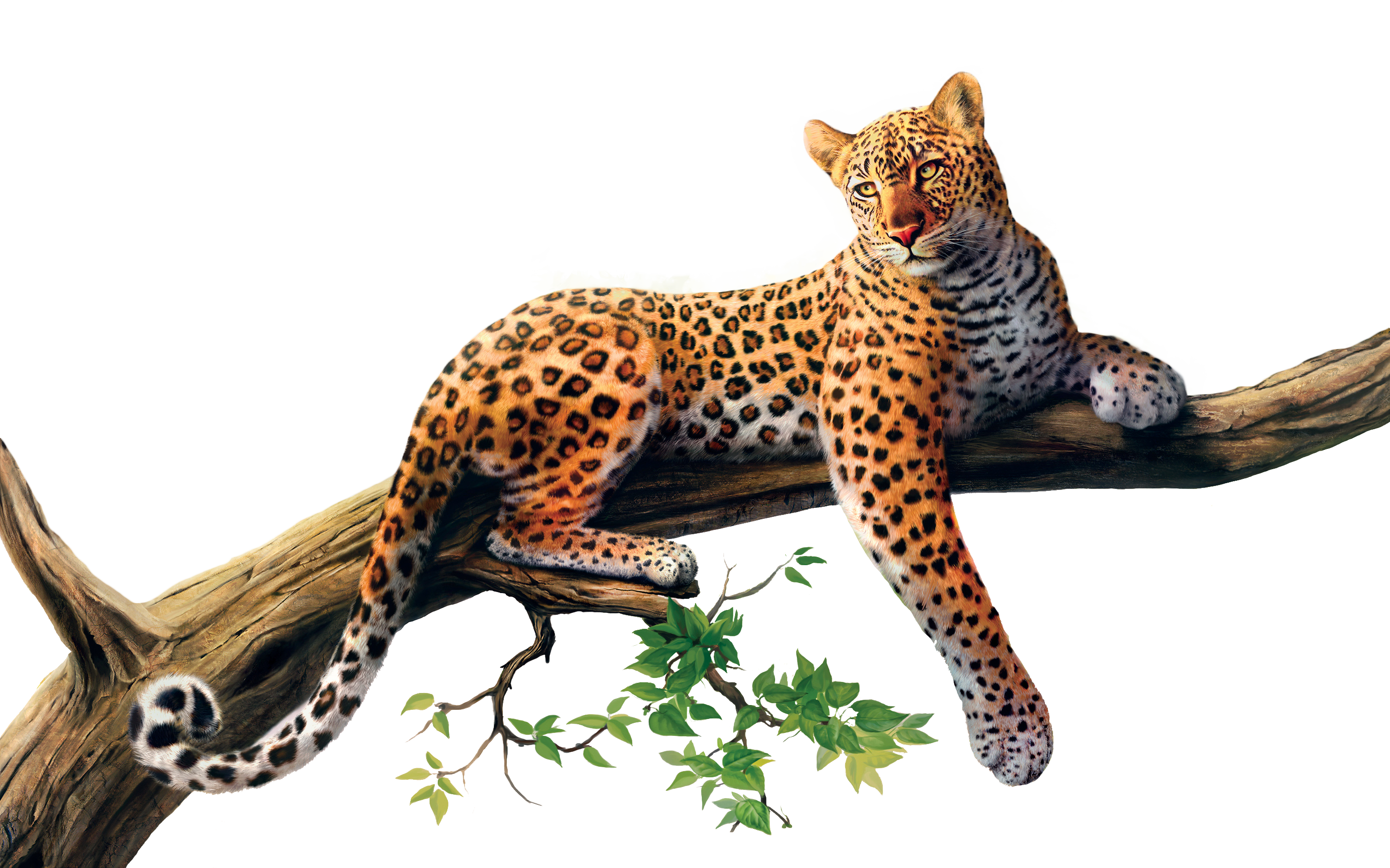 Jaguar PNG image free Download