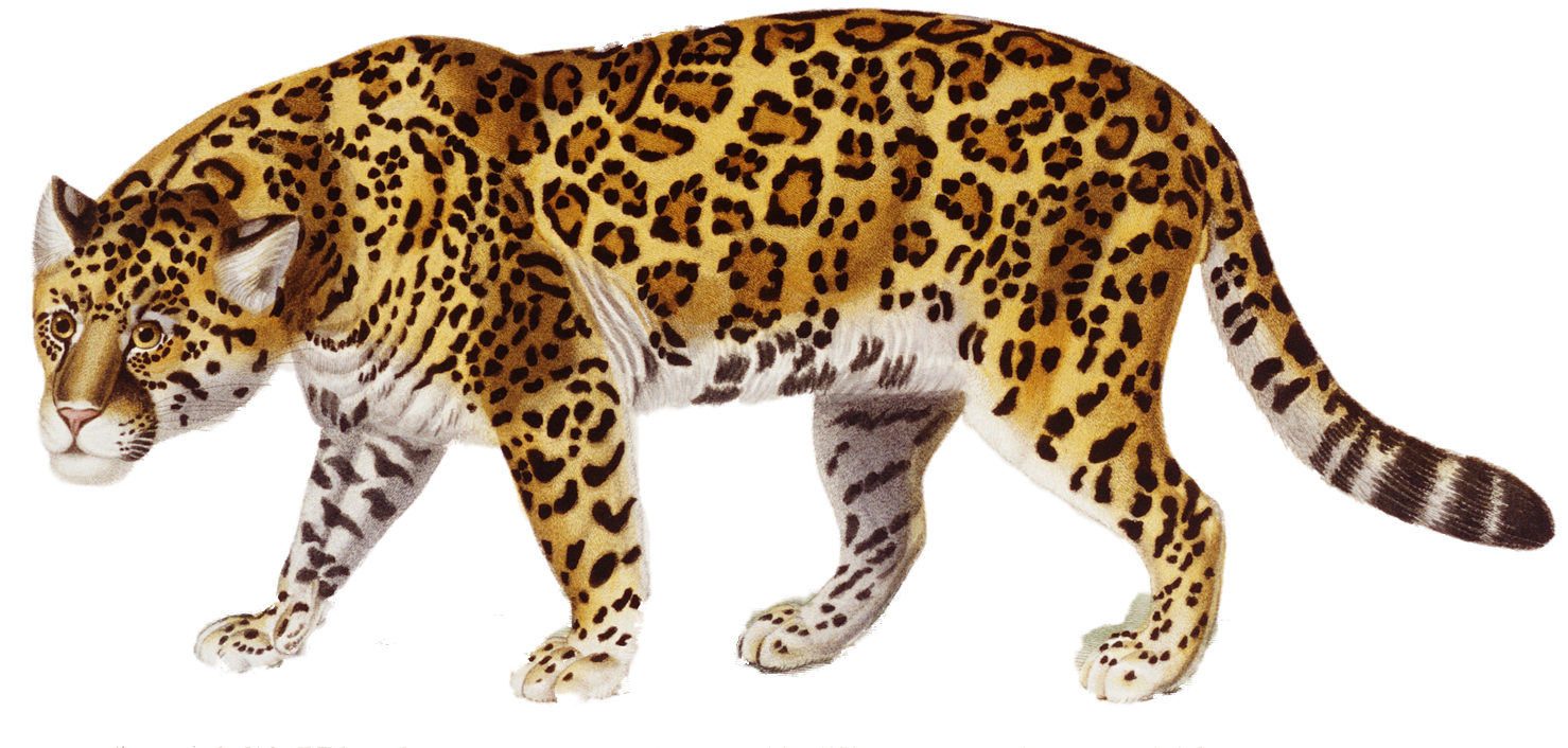 Jaguar PNG image free Download