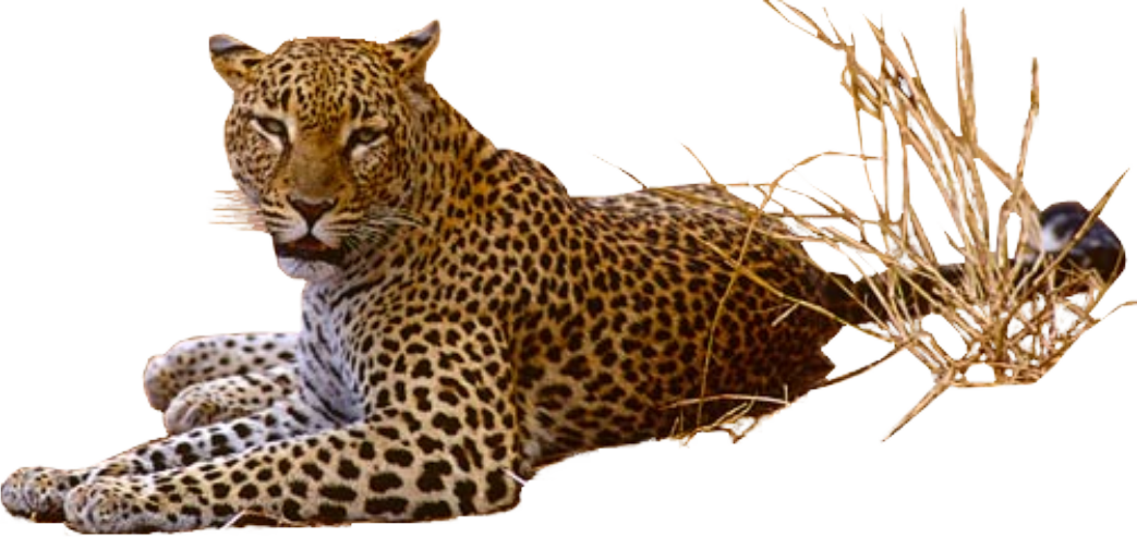 Jaguar PNG images free download