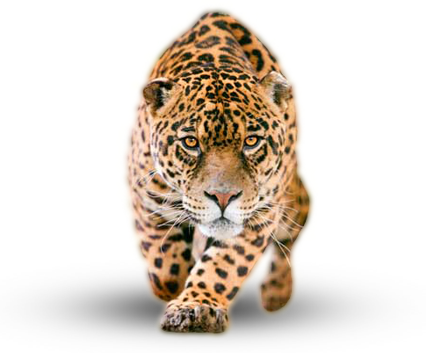 Panthera onca, jaguar, yaguar PNG