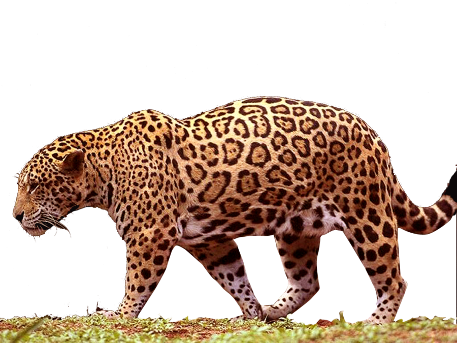 Jaguar Png Images Free Download