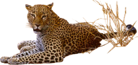 Panthera onca, jaguar, yaguar PNG