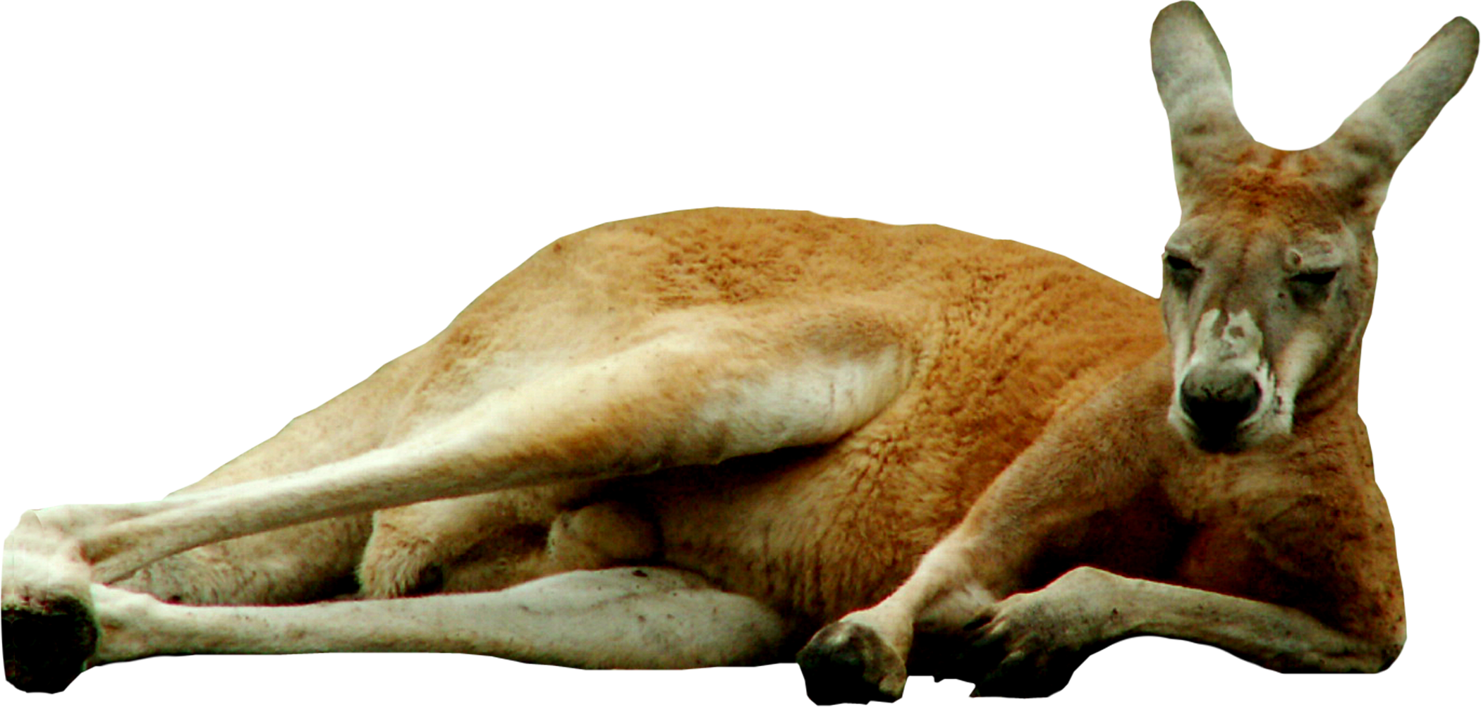 Kangaroo PNG