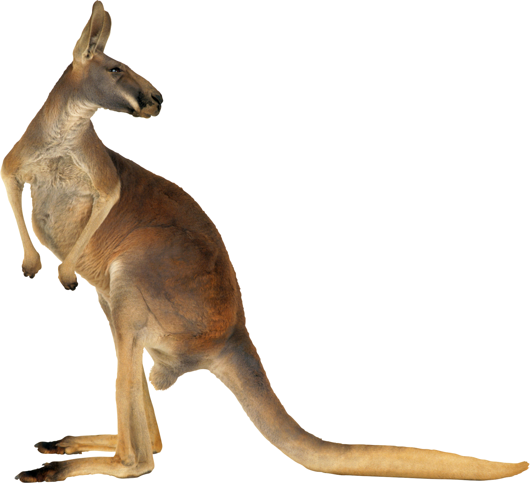 Canguro PNG