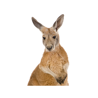 Kangaroo PNG images Download