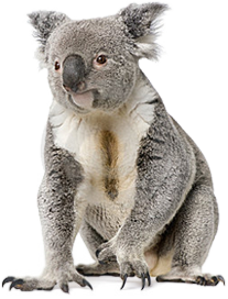 Коала PNG