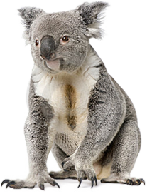 Koala PNG images