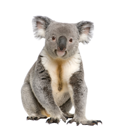 Коала PNG