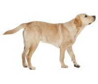 Labrador Retriever PNG
