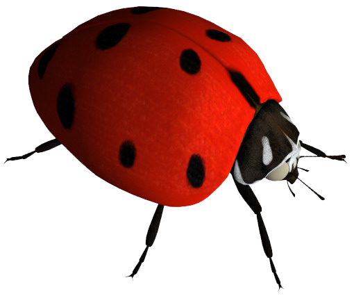Ladybug PNG images 