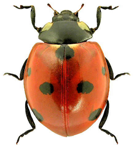Ladybug PNG images 