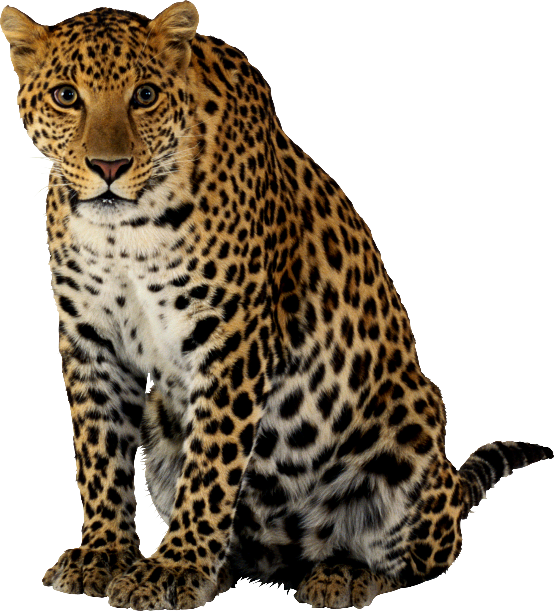 Leopardo PNG