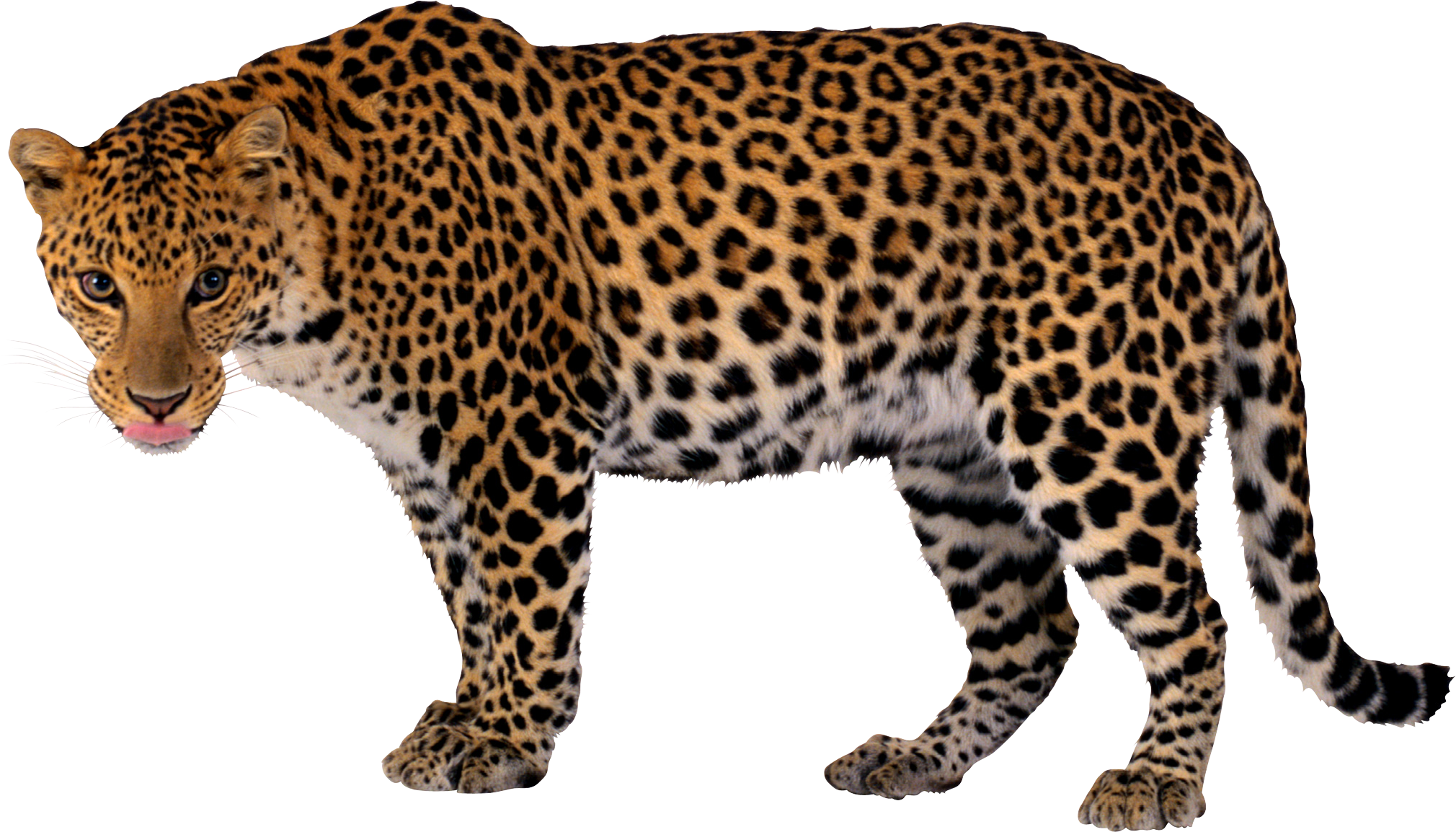 Leopardo PNG