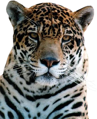 Leopard PNG images Download