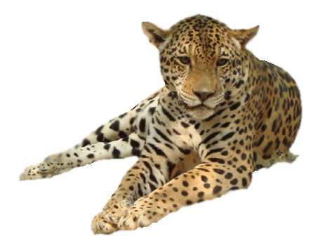 Leopardo PNG