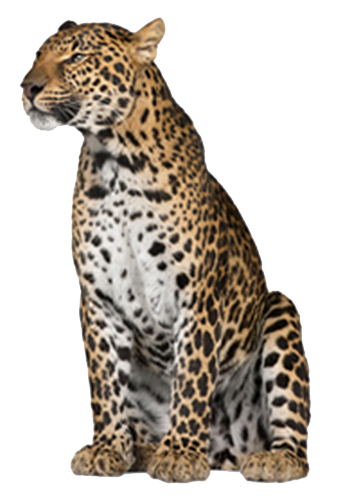 Leopardo PNG