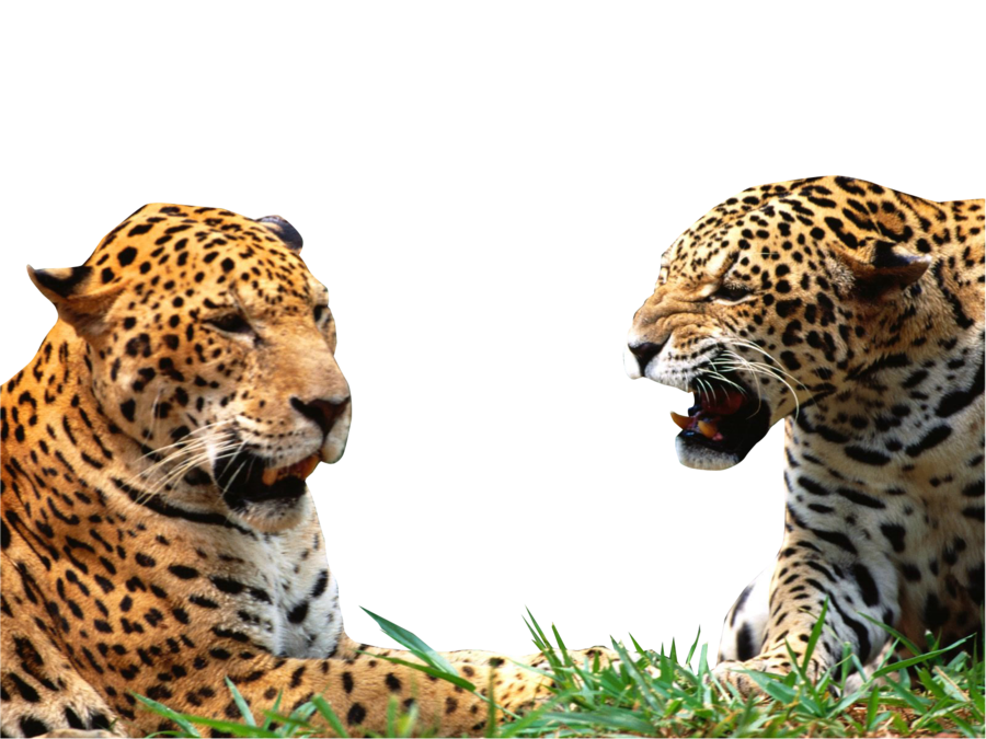 Leopardo PNG