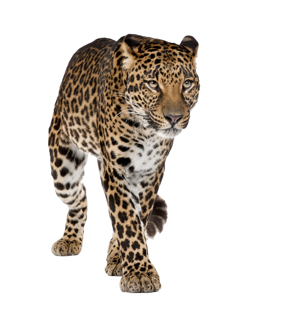 Leopardo PNG