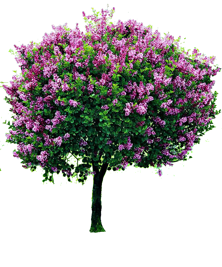 Lilac flowers PNG images free download