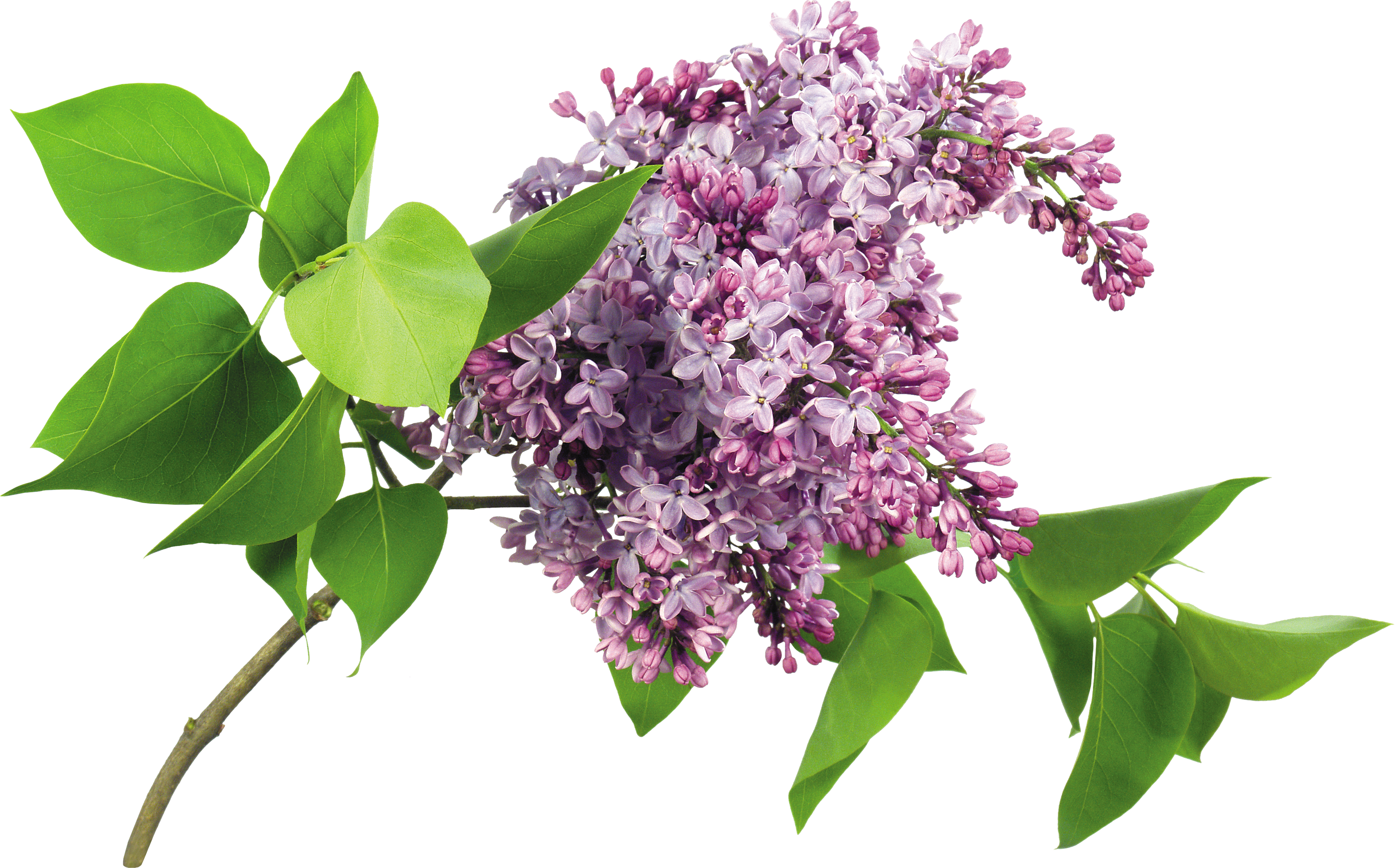Lilac flowers PNG images free download