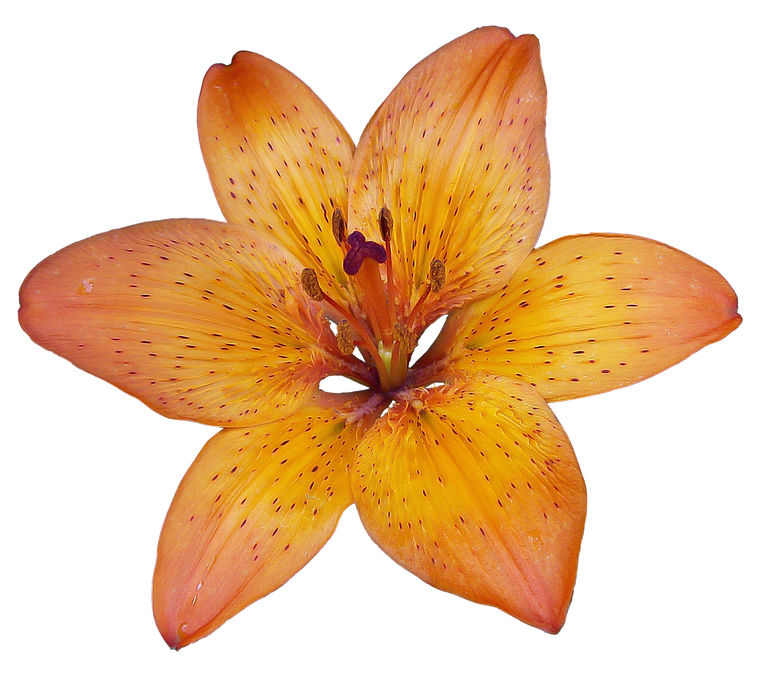 Lilium PNG