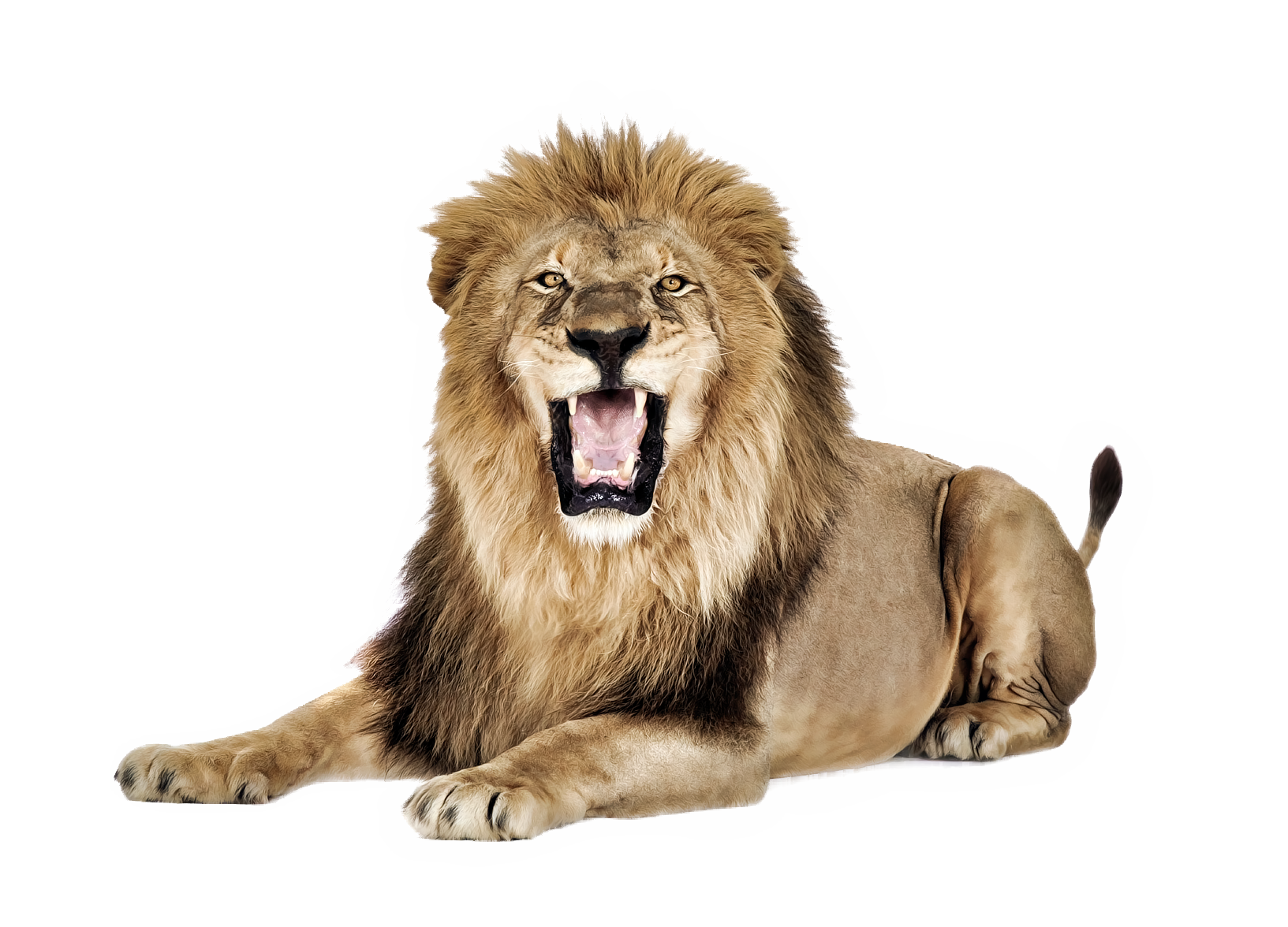 Lion PNG images
