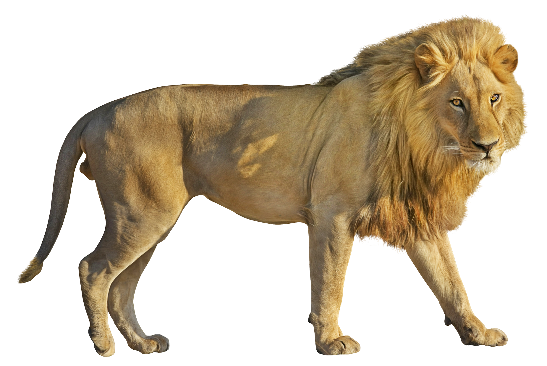 Lion PNG images