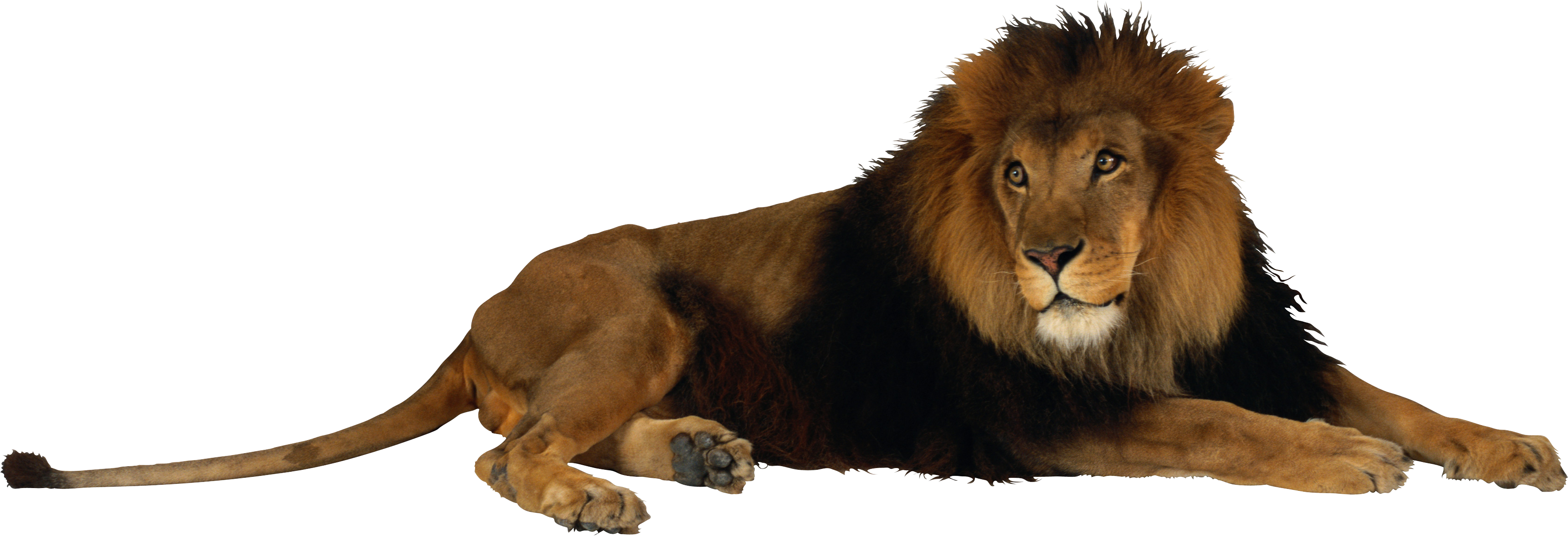 Lion PNG images image