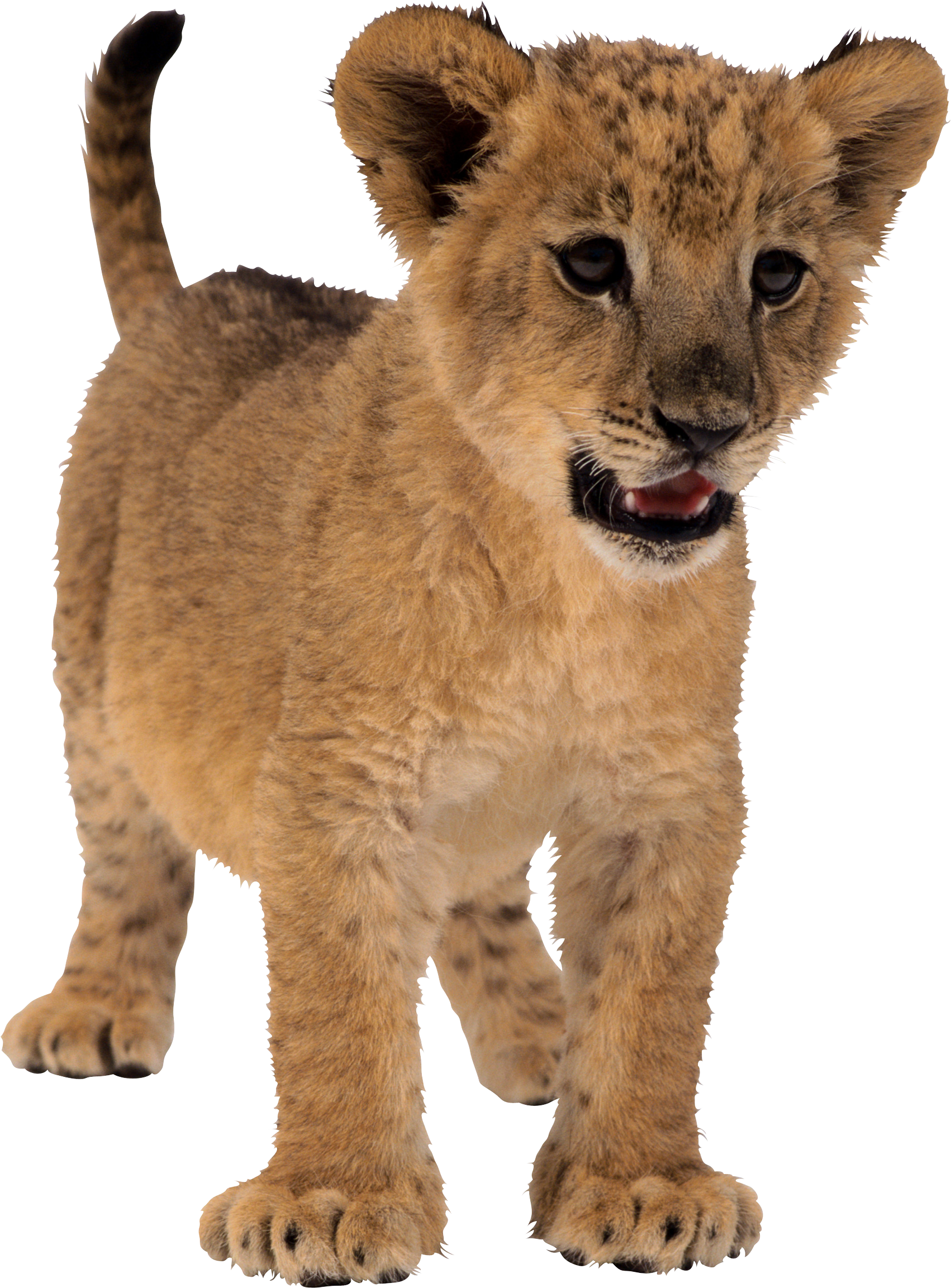 small lion PNG image
