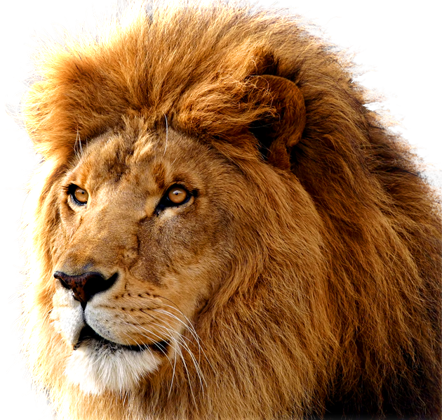 Lion PNG images image, free image download, picture, lions