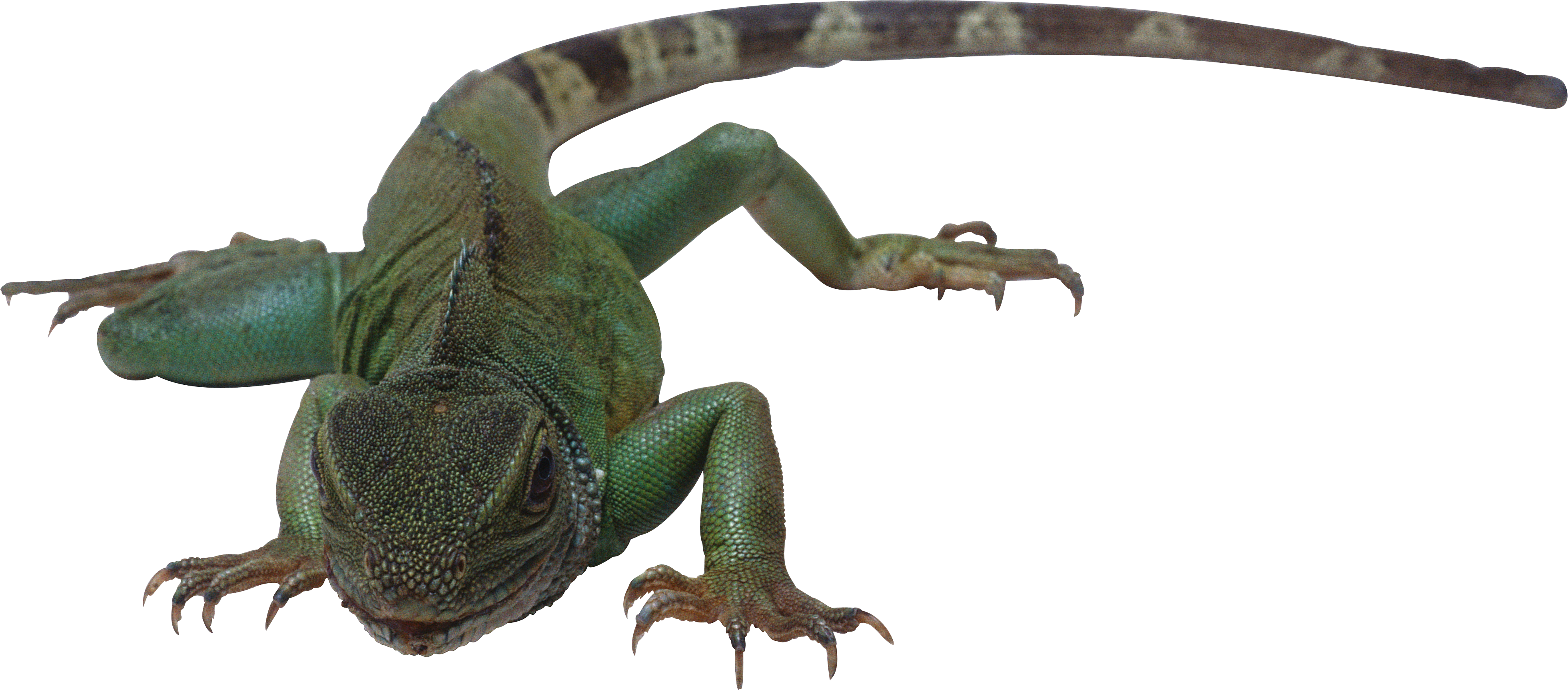 Lizard PNG images Download