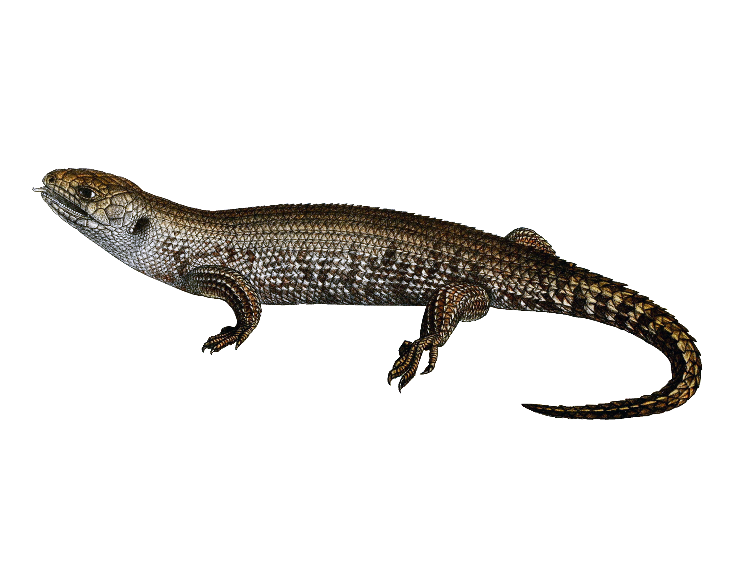 Lizard PNG